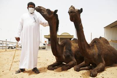 Saudi Arabia May Halt Camel Imports Due to Virus - Camel imports from the Horn of Africa to Saudi Arabia might be halted, as officials fear the animals may have carried the deadly MERS disease into the country. Since 2012, more than 700 people have contracted the illness and 292 have died.&nbsp;  (Photo: REUTERS/Faisal Al Nasser)