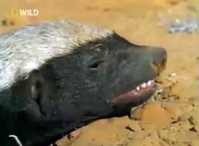 Randall (The Honey Badger) - The YouTube viral video of the year for 2011 featured a honey badger and a voiceover by the foul-mouthed and effeminate Randall. The video was so popular that LSU safety Tyrann Mathieu earned the nickname“The Honey Badger” for his style of play on the football field.(Photo: Courtesy youtube.com)