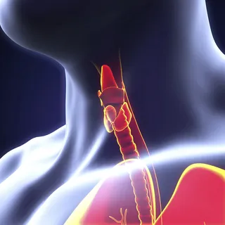 What Is a Thyroid? - A thyroid is the largest gland in our body that lives in our necks right around the Adam’s apple. This butterfly-shaped gland makes thyroid hormones that help regulate your metabolism and help the rest of your organs work better.&nbsp;&nbsp;&nbsp;(Photo: Getty Images/iStockphoto)