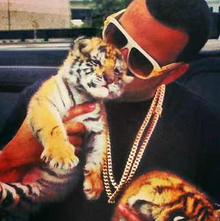 French Montana @frenchmontana - French Montana sheds his &quot;bad boy&quot; image and shows a softer side. The &quot;Pop That&quot; rapper snuggles up with two baby tigers.&nbsp;(Photo: French Montana via Instagram)