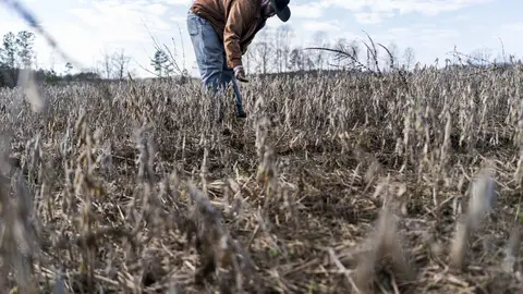 BASKERVILLE, VIRGINIA - JANUARY 8: On day 19 of the partial government shutdown, fourth generation crop farmer John Boyd, and president of the Black Farmer's Association, checks the condition of a soybean field for harvesting  in Baskerville, Virginia on Tuesday January 8, 2019. Because of the government shutdown Boyd has not received his soybean subsidies, Boyd also grows soybeans,  which where supposed give him crucial cash for to run his farm business during the slow months of January and February.  (Photo by Melina Mara/The Washington Post via Getty Images)