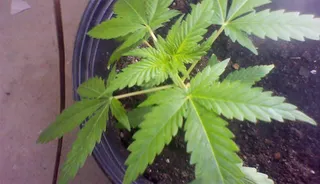 Marijuana Plants - A picture of marijuana plants growing in pots was taken from Trayvon's cellphone. (Photo: Sanford District Court)