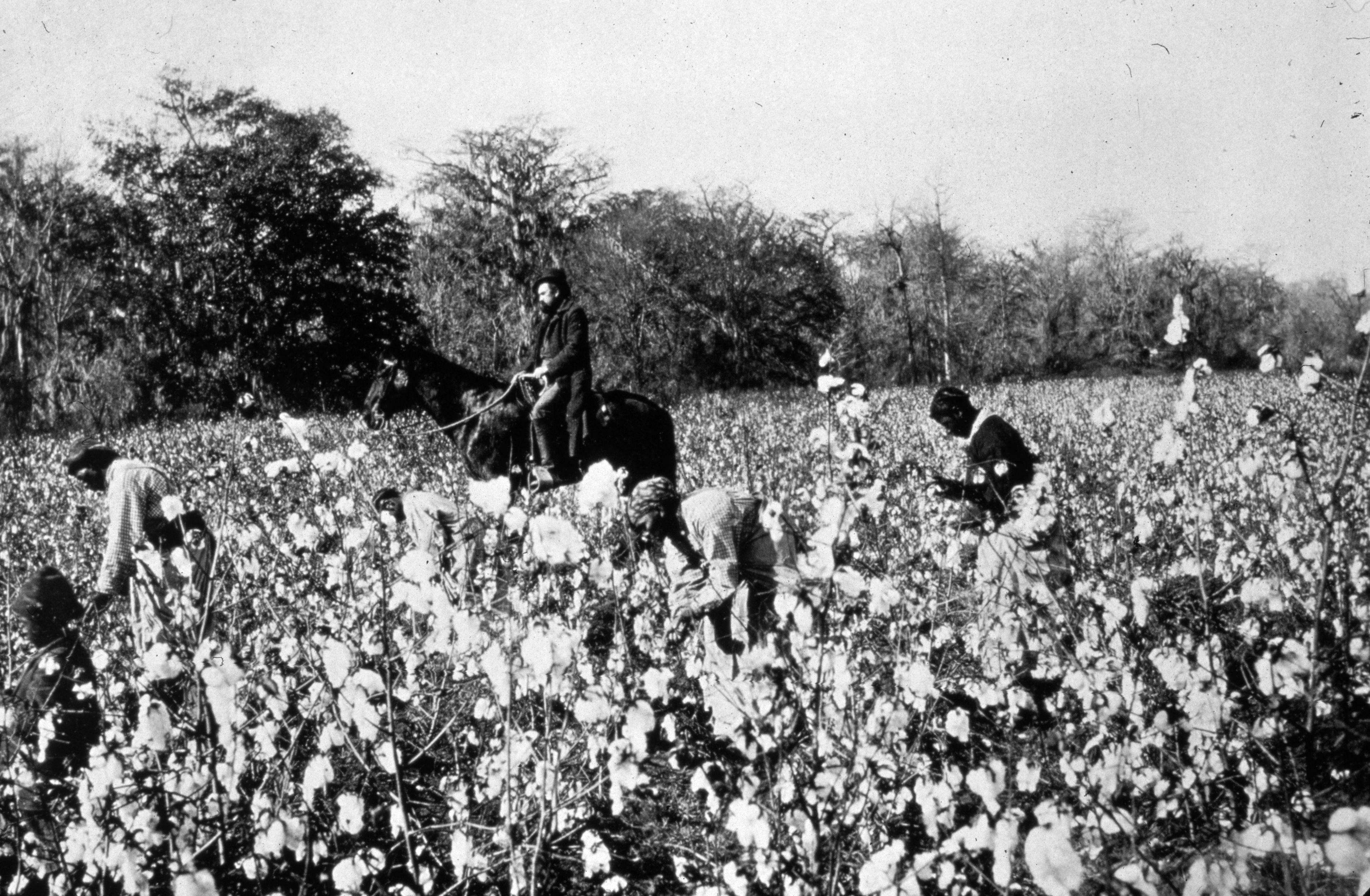 southern colonies plantations and slavery