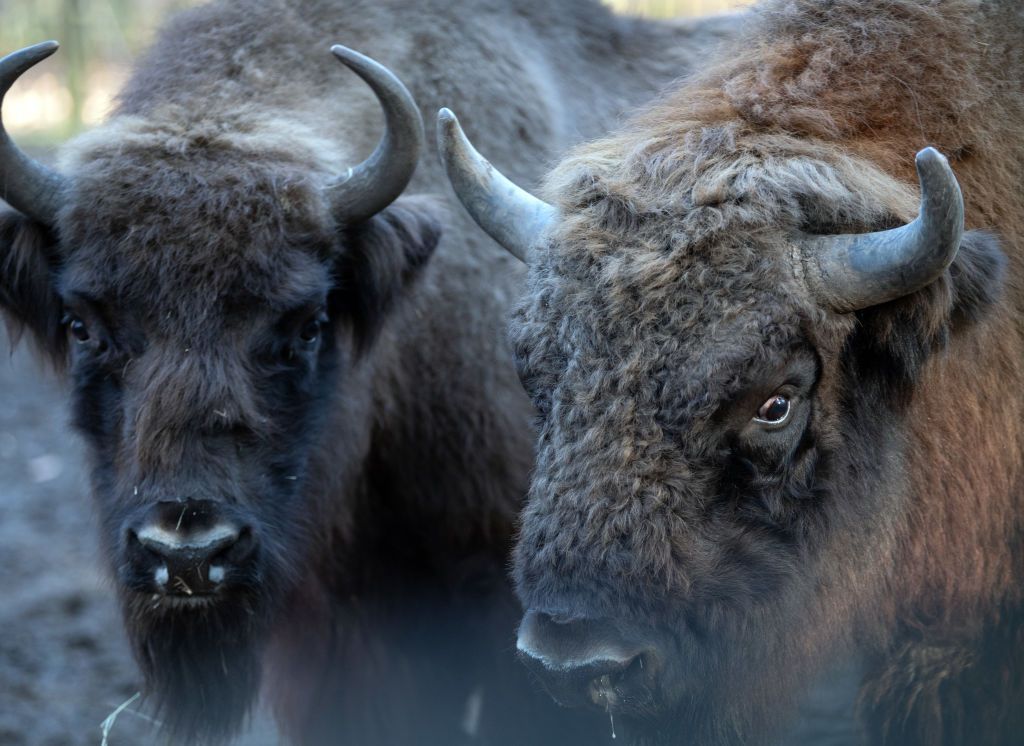 News Reporter’s Hilarious Reaction To Herd Of Bison Getting Too Close ...