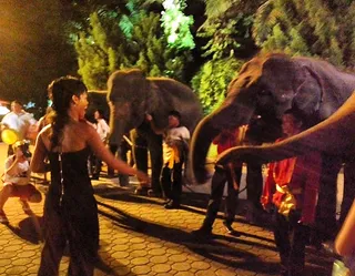 What An Entrance - “They love da girl!” the singer writes on her IG page. We doubt these elephants will ever forget the time they partied with Rihanna.  (Photo: Rihanna via Instagram)