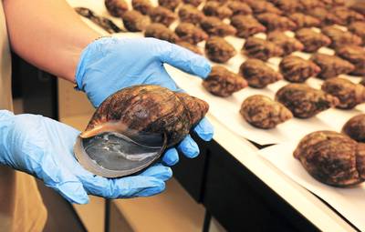 67 Live African Snails Seized at Airport - U.S. Customs and Border protection confiscated 67 live giant African snails from Nigeria that were being sent to someone in San Dimas, California, on July 7. The snails are meant for human consumption, but they carry parasites that could lead to illness, including meningitis.  (Photo: AP Photo/USDA, Greg Bartman)