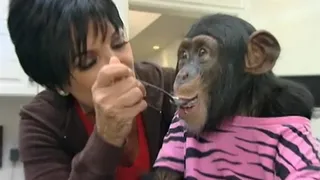 Kris Jenner - Those wacky Kardashians! In the name of good television, America's most famous sisters buy their momager Kris Jenner a monkey to quell her baby fever. Unfortunately, the joke backfired when animal activists blasted them for their insensitivity to primates. Good thing they didn't put the chimp in a bikini and six-inch heels.  (Photo: E! Entertainment via Youtube)