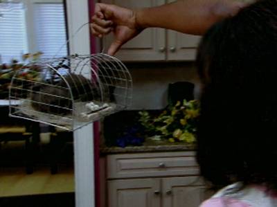 Rats! - Anthony and Ashley R. decide to scare their housemates with some stuffed rats.