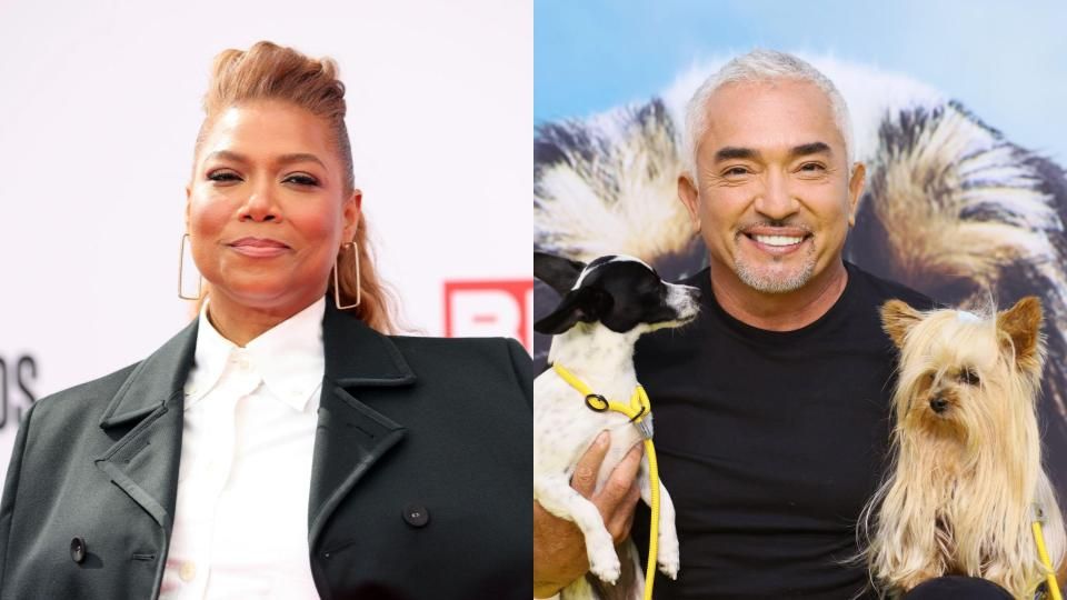 Queen Latifah’s Pup Killed By ‘Dog Whisperer’ Star Cesar Millan’s Pit