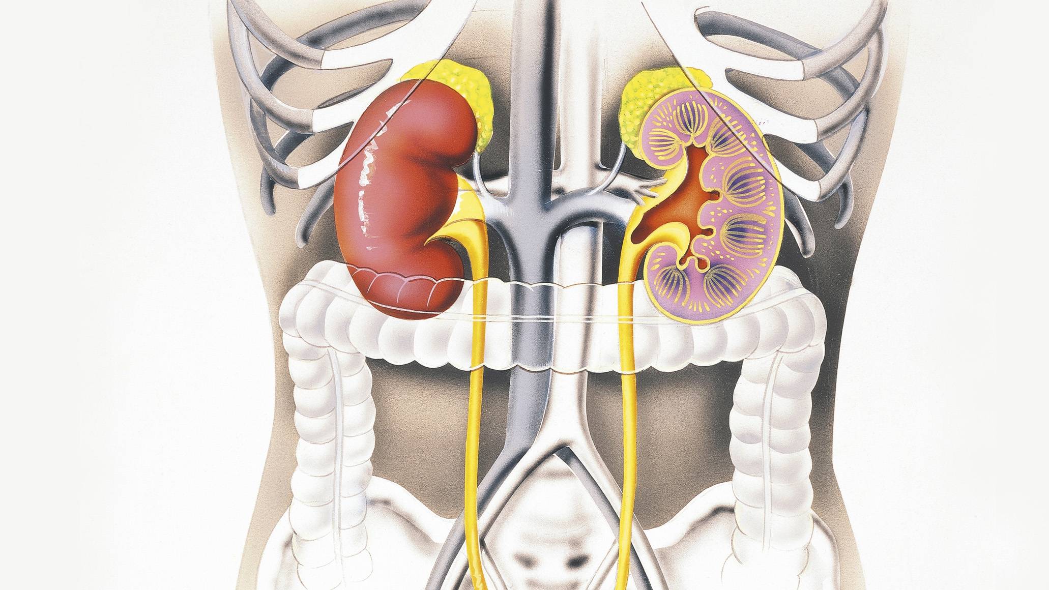 Нефроптоз почки 1 степени. Нефроптоз почки 1 степени. Мочекаменная болезнь схема. Органы человека почки. Креатинин при заболеваниях почек.