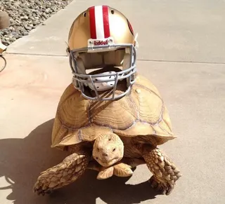 An Unlikely BFF - Kaepernick has had a pet tortoise named Sammy since he was 10 years old. Sammy has now grown to be over 100 pounds. (Photo: twitter/Kaepernick7)