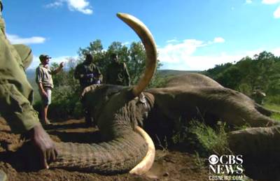 Elephant Featured in 'Save the Elephants' Campaign Is Killed - Mountain Bull, a 46-year-old elephant that inspired a “save the elephants” charity, was found dead with his tusks taken from his skull by poachers in Mount Kenya. Conservationists aimed to protect Mountain Bull from hunters by giving him a tracking device.&nbsp;   (Photo: CBS News)