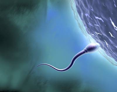 The Link Between Sperm and Life Expectancy - Men with defected or damaged sperm may live shorter than men with healthy sperm. Researchers found that men who were infertile were 2.3 times more likely to die sooner than fertile men. Having lower testosterone, a male hormone, may be behind this disparity. Infertile women also have lower life spans, too.&nbsp;(Photo: Matthias Kulka/Corbis)