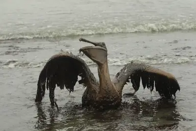 Effect on Wildlife - With both the oil and the chemical dispersants used to clean up the spill, it could be years before we see the long-term effects of the spill. Here a brown pelican attempts to raise its wings as it sits on the beach at East Grand Terre Island along the Louisiana coast after being drenched in oil from the BP spill.\r \r(Photo: AP Photo/Charlie Riedel)