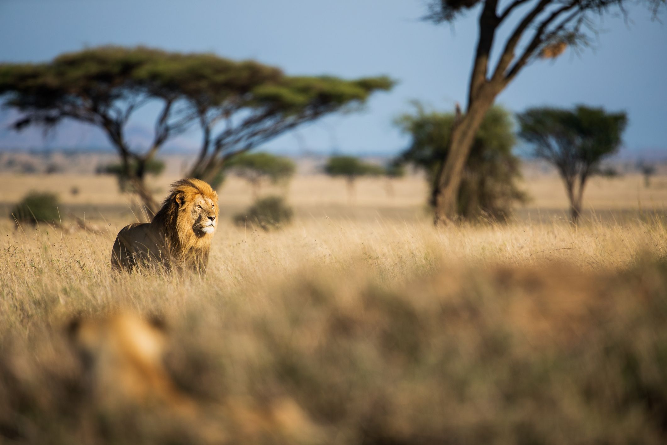 Exploring Tanzania's Rich History and Top Safari Destinations - Vimarsana News