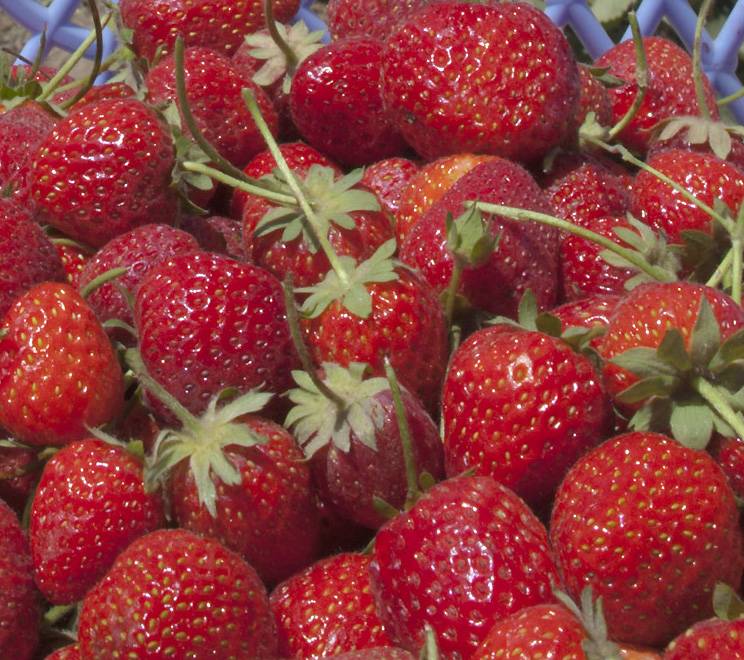 Berries Linked to Lower Heart Disease Risk in Women