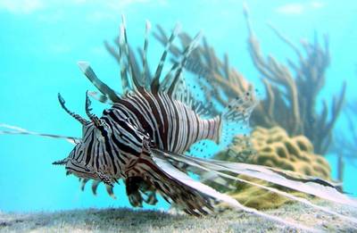 Jamaica Reports Big Drop in Lionfish Sightings - There has been a 66 percent drop in lionfish sightings in Jamaica&nbsp;after there has been an urge to cut down the numbers of the fish that has been eating native juvenile fish and ruining reefs for years. Fishermen have been selling the specimen at markets.&nbsp;(Photo: AP Photo/Mark Albins/Oregon State University, File)