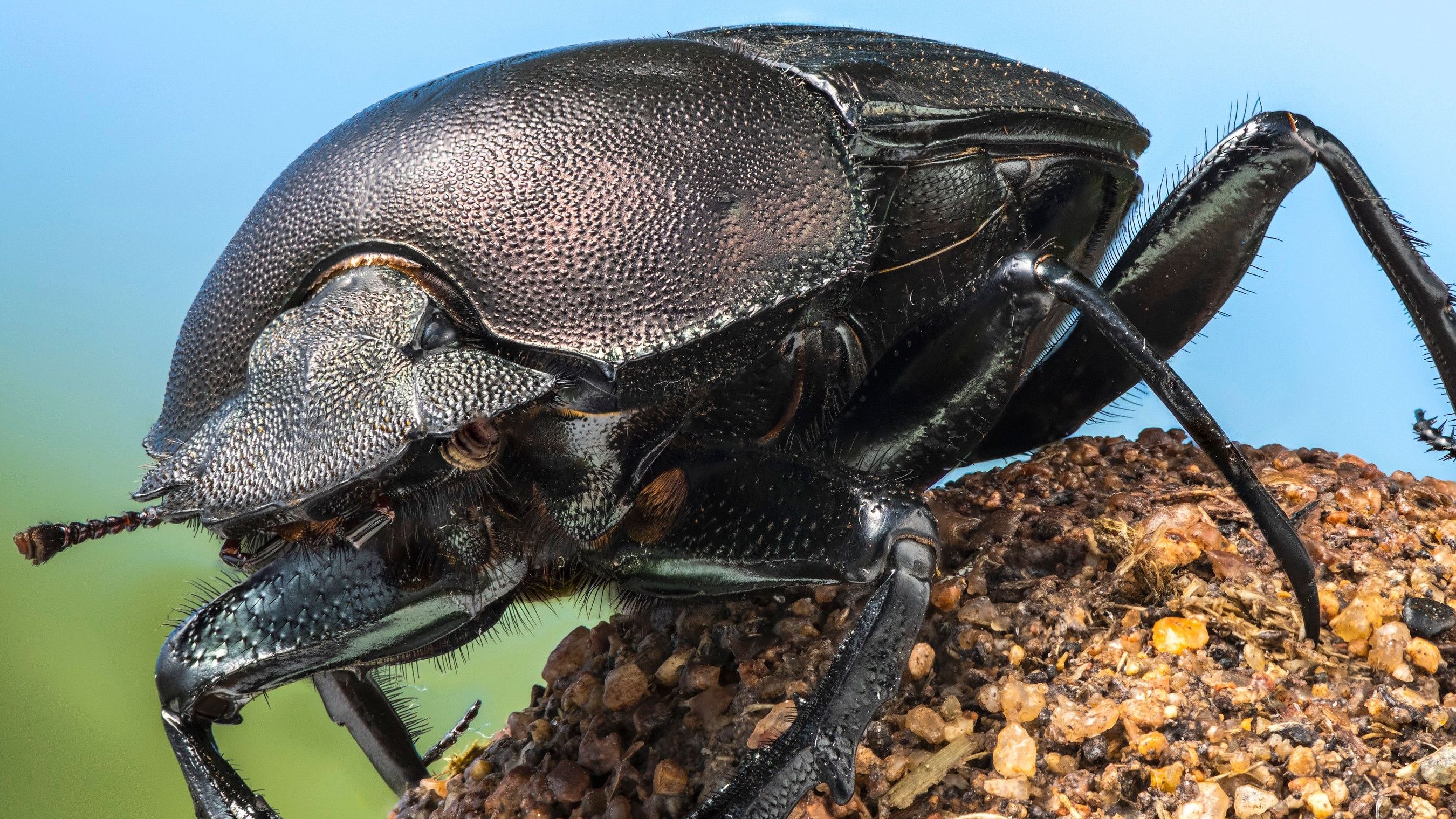 Bugging Out: A Global Adventure with 'A Real Bug's Life' - Vimarsana News