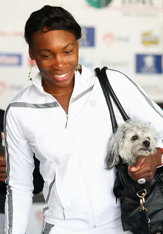 Venus Williams - Tennis star Venus Williams owns two Cavalier King Charles Spaniels as well as a Havanese named Harold &quot;Harry&quot; Reginald.  (Photo: Ryan Pierse/Getty Images)