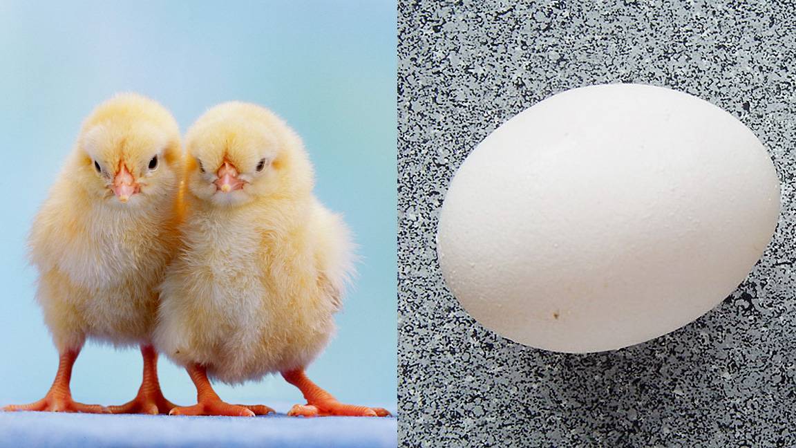 humorous debates, chicken vs. the Egg