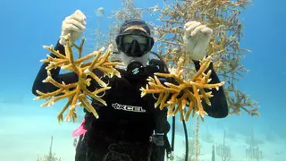 Coral Restoration Foundation - The Florida Keys