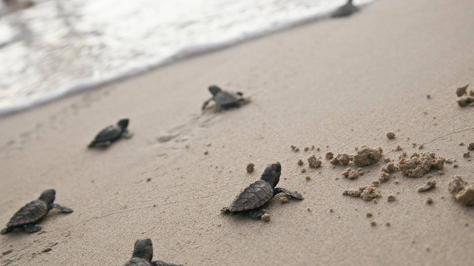 In One Of The Very Few Silver Linings To All This, Sea Turtles Are ...