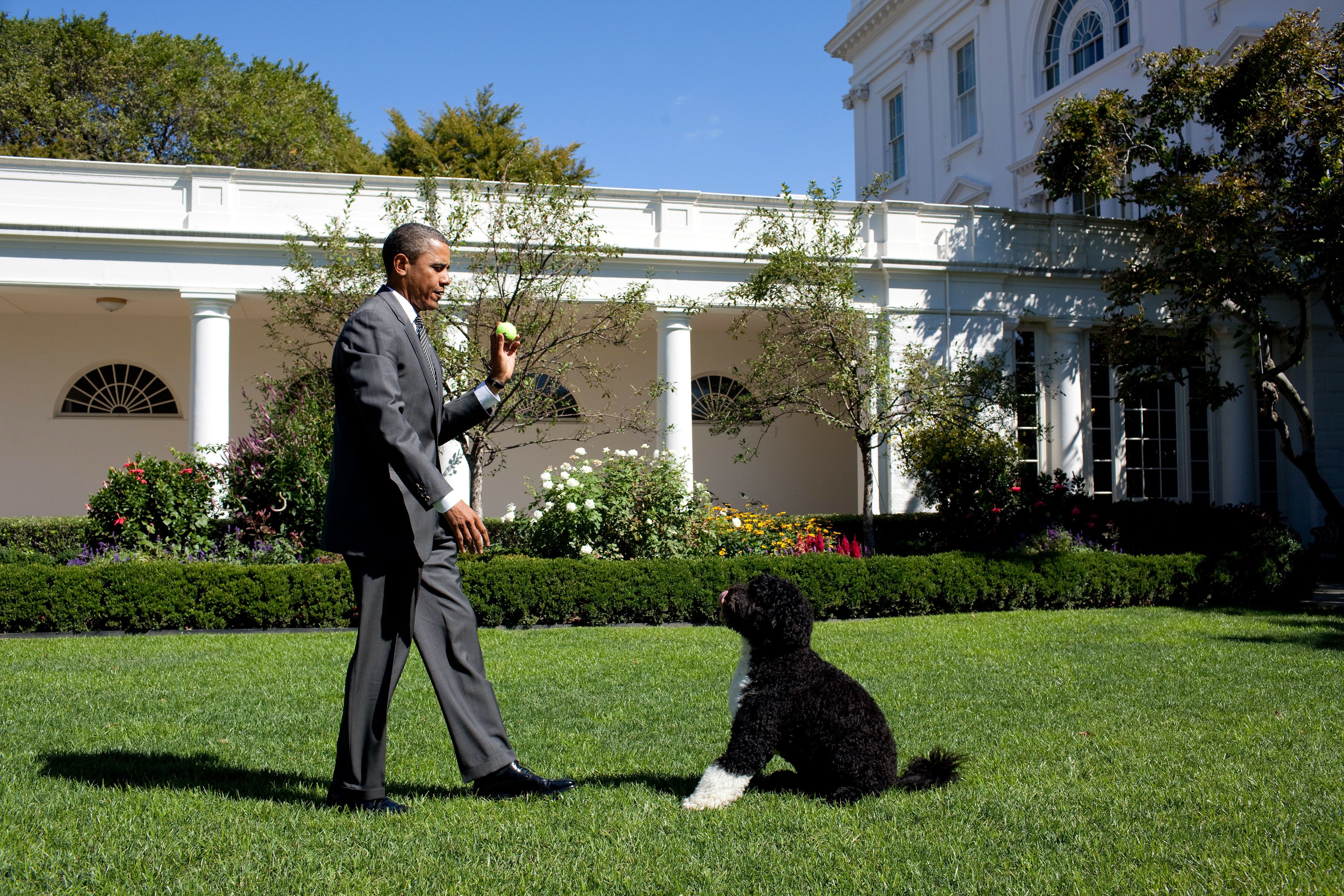 WASHINGTON - SEPTEMBER 09:  In this handout image provided by the White House, U.S. President Barack Obama throws a ball for Bo, the family dog, in the Rose Garden of the White House September 9, 2010 in Washington, DC.  (Photo by Pete Souza/The White House via Getty Images)