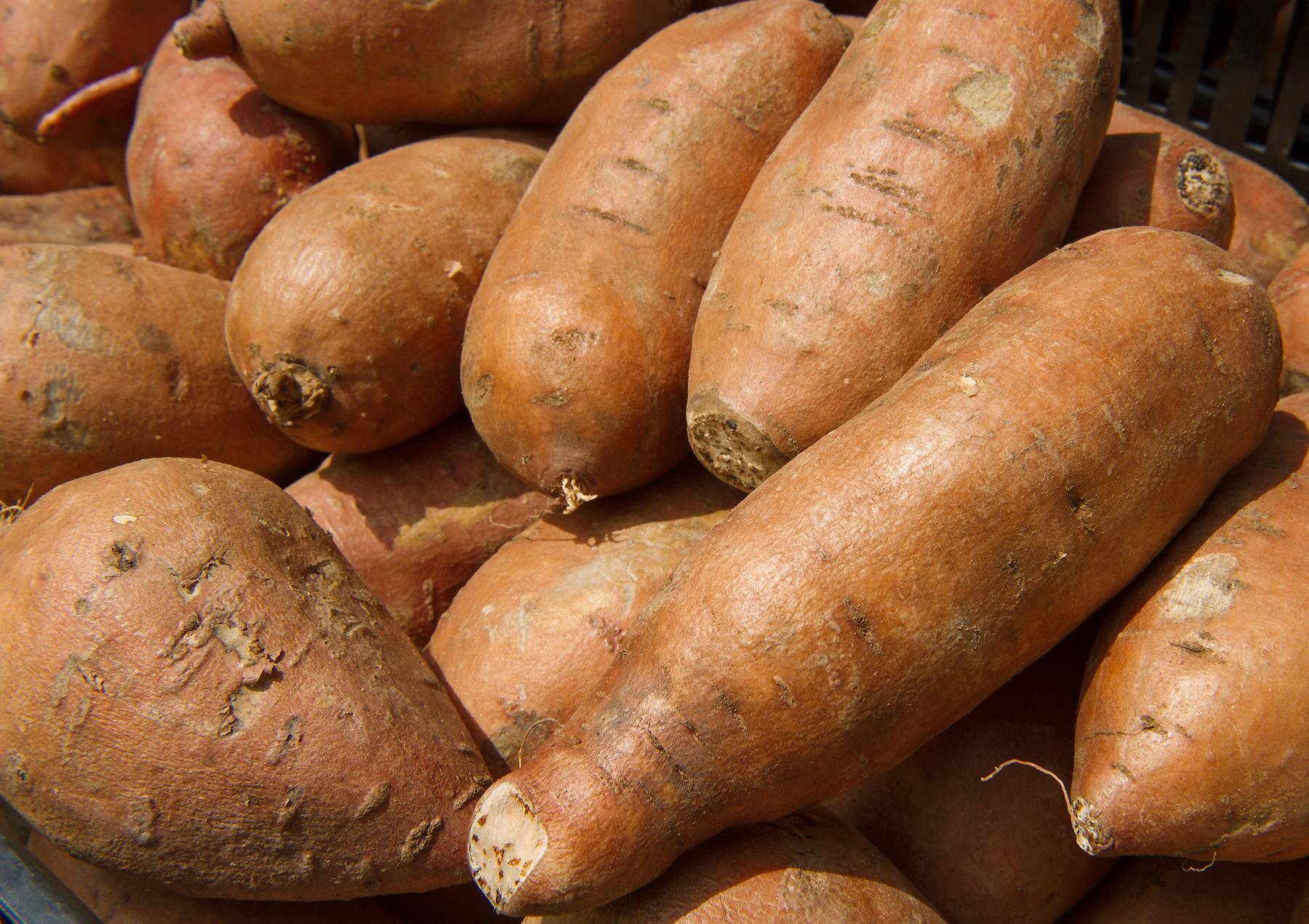 Sweet potatoes are seen for sale at a "farmers market" June 3, 2010, in downtown Washington, DC. AFP Photo/Paul J. Richards 