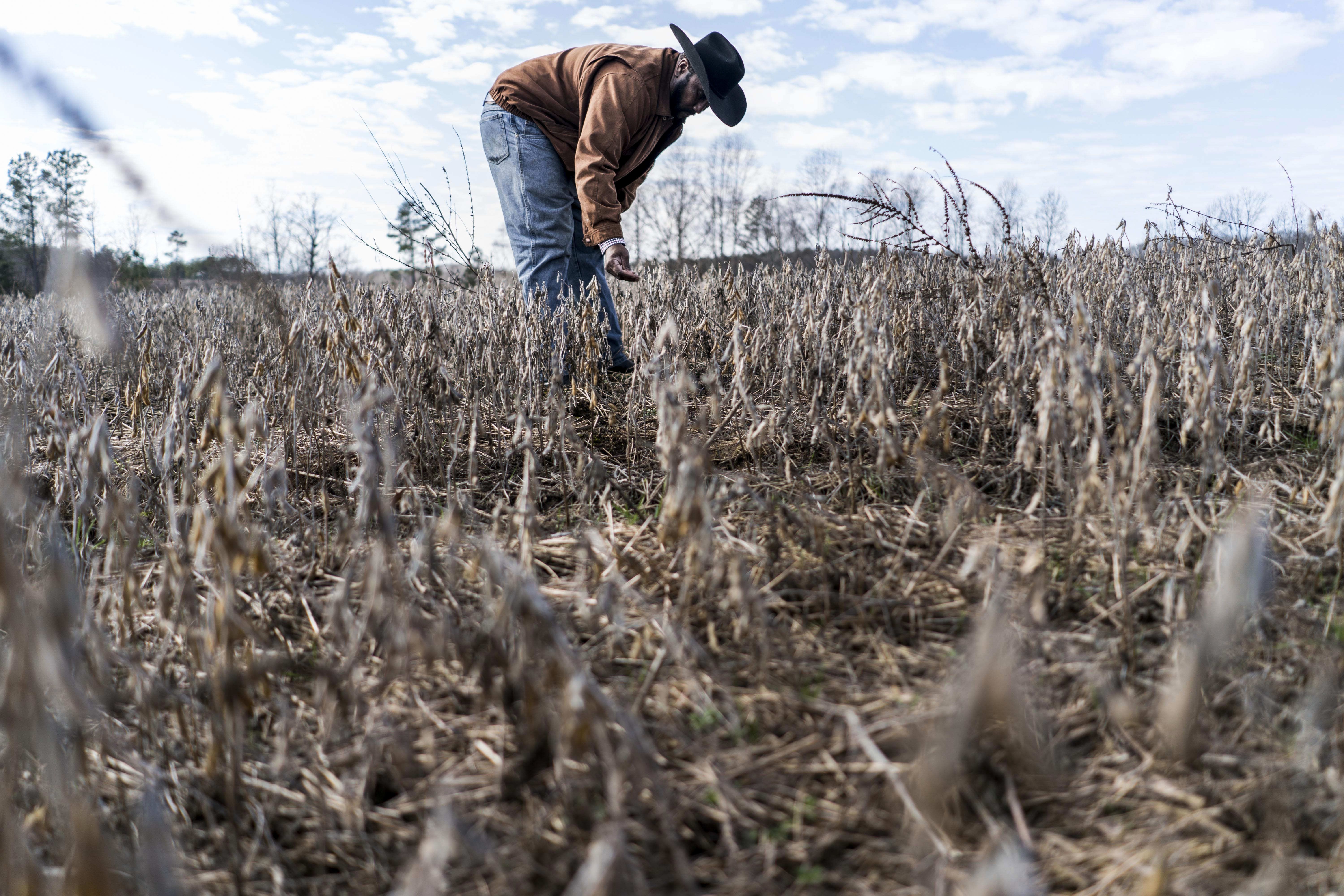 BASKERVILLE, VIRGINIA - JANUARY 8: On day 19 of the partial government shutdown, fourth generation crop farmer John Boyd, and president of the Black Farmer's Association, checks the condition of a soybean field for harvesting  in Baskerville, Virginia on Tuesday January 8, 2019. Because of the government shutdown Boyd has not received his soybean subsidies, Boyd also grows soybeans,  which where supposed give him crucial cash for to run his farm business during the slow months of January and February.  (Photo by Melina Mara/The Washington Post via Getty Images)