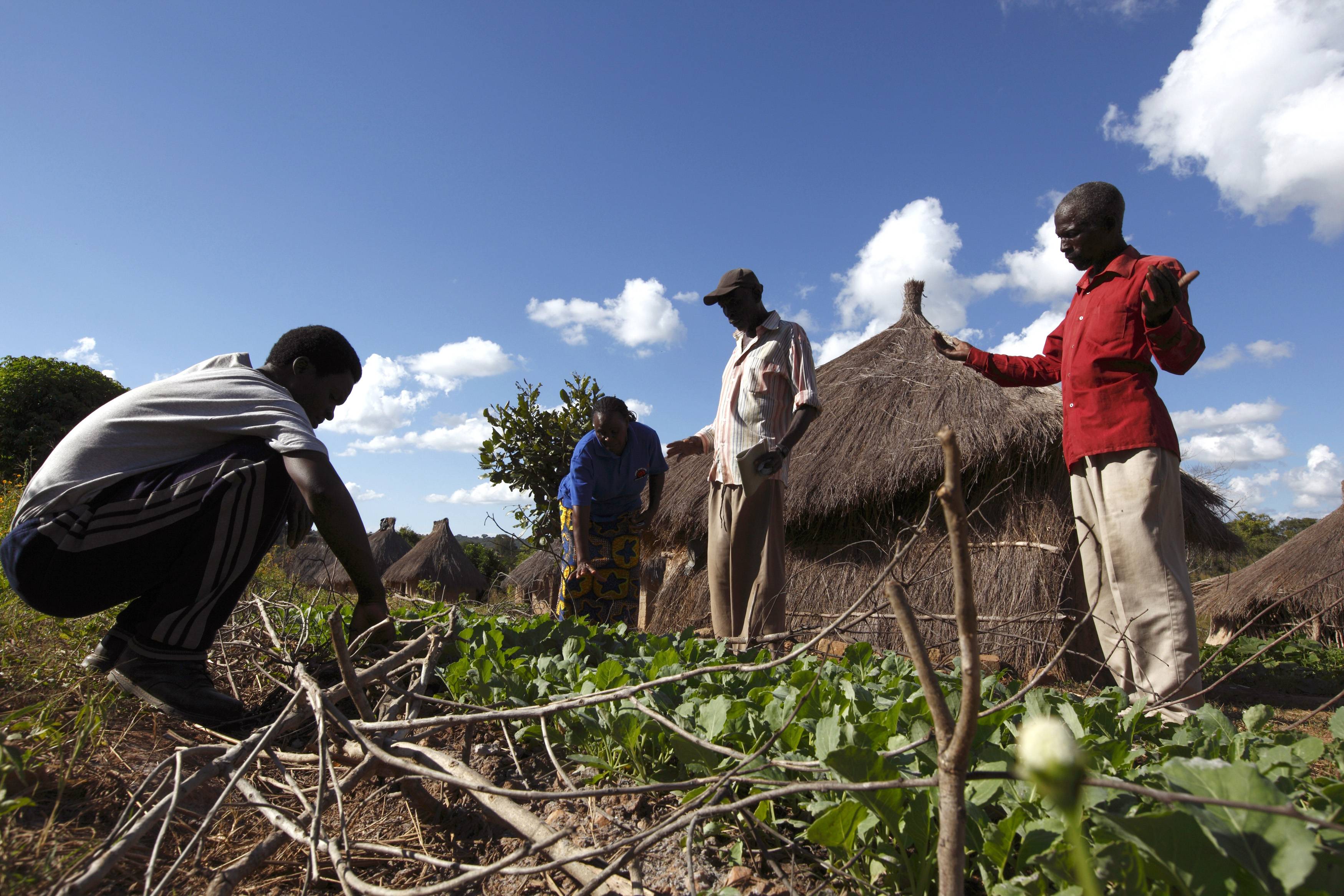 Growing Africa's Agriculture