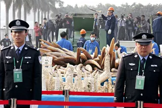 China Crushes Illegal Ivory - China crushed 6.15 tons of confiscated&nbsp;elephant tusks in the city&nbsp;of Guangzhou on Monday in an effort to crack down on wildlife trafficking of Asian and African elephants. The U.S. destroyed six tons of ivory in November following other countries that have made similar actions.&nbsp;(Photo: Vincent Yu/AP Photo)