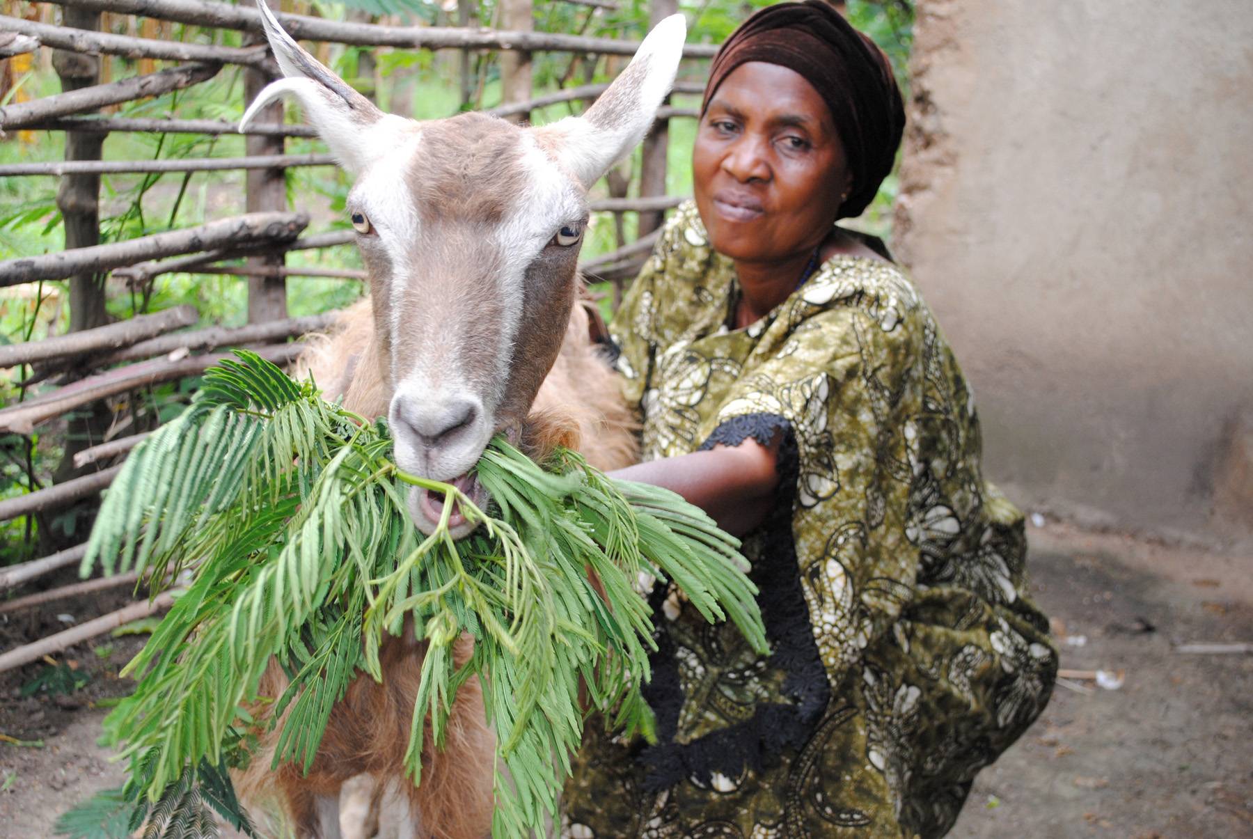 Heifer International