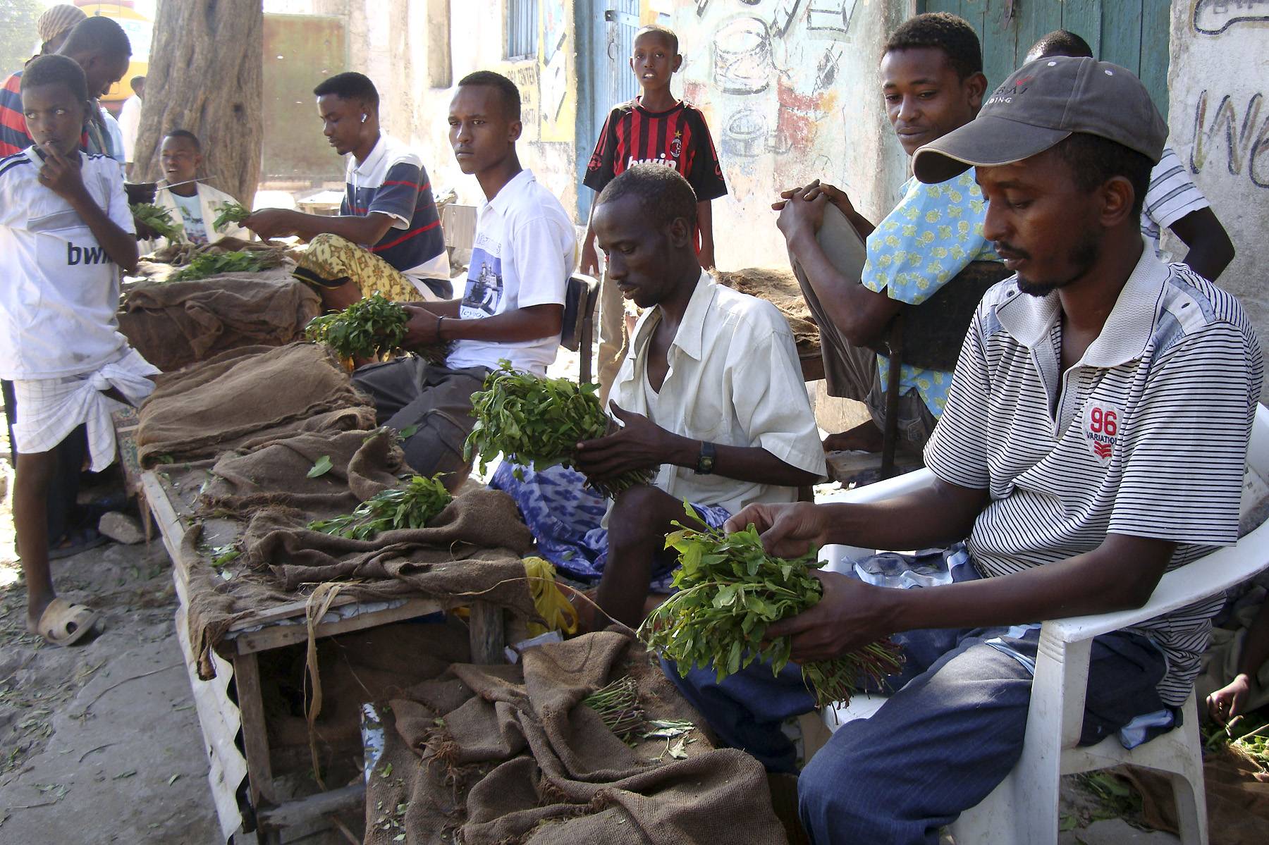 UK Khat Ban Threatens Kenya’s Economy