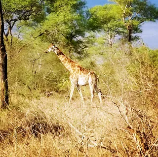 Extraordinary Sights - The couple’s expedition even included a meet-and-greet with a giraffe. Maybe John offered up some acappella for his new pal?&nbsp; (Photo: John Legend via Instagram)&nbsp;