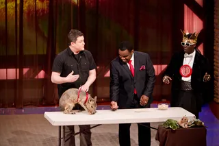 Mara - The mara comes from the same animal family as guinea pigs. It's native to Argentina and is vegetarian.&nbsp;(Photo: Darnell Williams/BET)