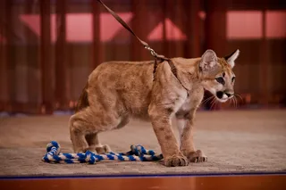 Florida Panther\r - The Florida Panther is an endangered species with less than 160 left on the planet.\r&nbsp;\r(Photo: Darnell Williams/BET)