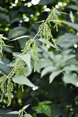 Drink Up - Nettle is a natural antihistamine. You may find relief from itchy eyes and nose by drinking a cup of nettle herbal tea or taking a nettle supplement during allergy season. (Photo: Wiki Commons)