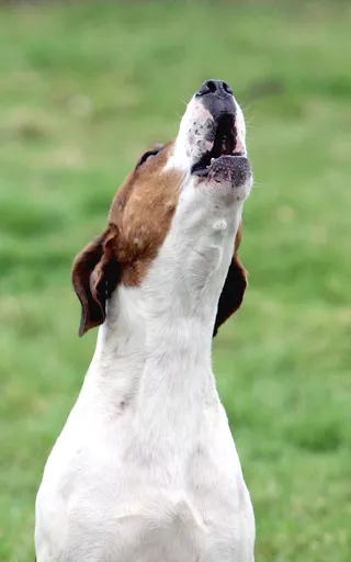 Howl Fest - Myth: A dog’s howl on Friday the 13th signals that someone close to you will die.Fido throwing a fit? Give him a bone or a nice tummy rub and put your fears to rest.(Photo: Graeme Robertson/Getty Images)