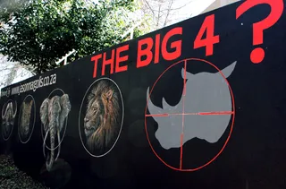 Rhinos May Be Moved Out of South Africa&nbsp; - Workers at Kruger National Park in South Africa&nbsp;are taking&nbsp;measures to protect rhinos whose existence is being threatened by poachers from neighboring Mozambique. They want to move the animals out. 560 rhinos have been poached in South Africa this year. (Photo: Denis Farrell/AP Photo)