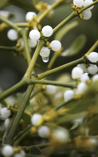 Ireland - Irish women put a sprig of mistletoe under their pillows to encourage better luck with men in the coming year.&nbsp; (Photo: Christopher Furlong/Getty Images)