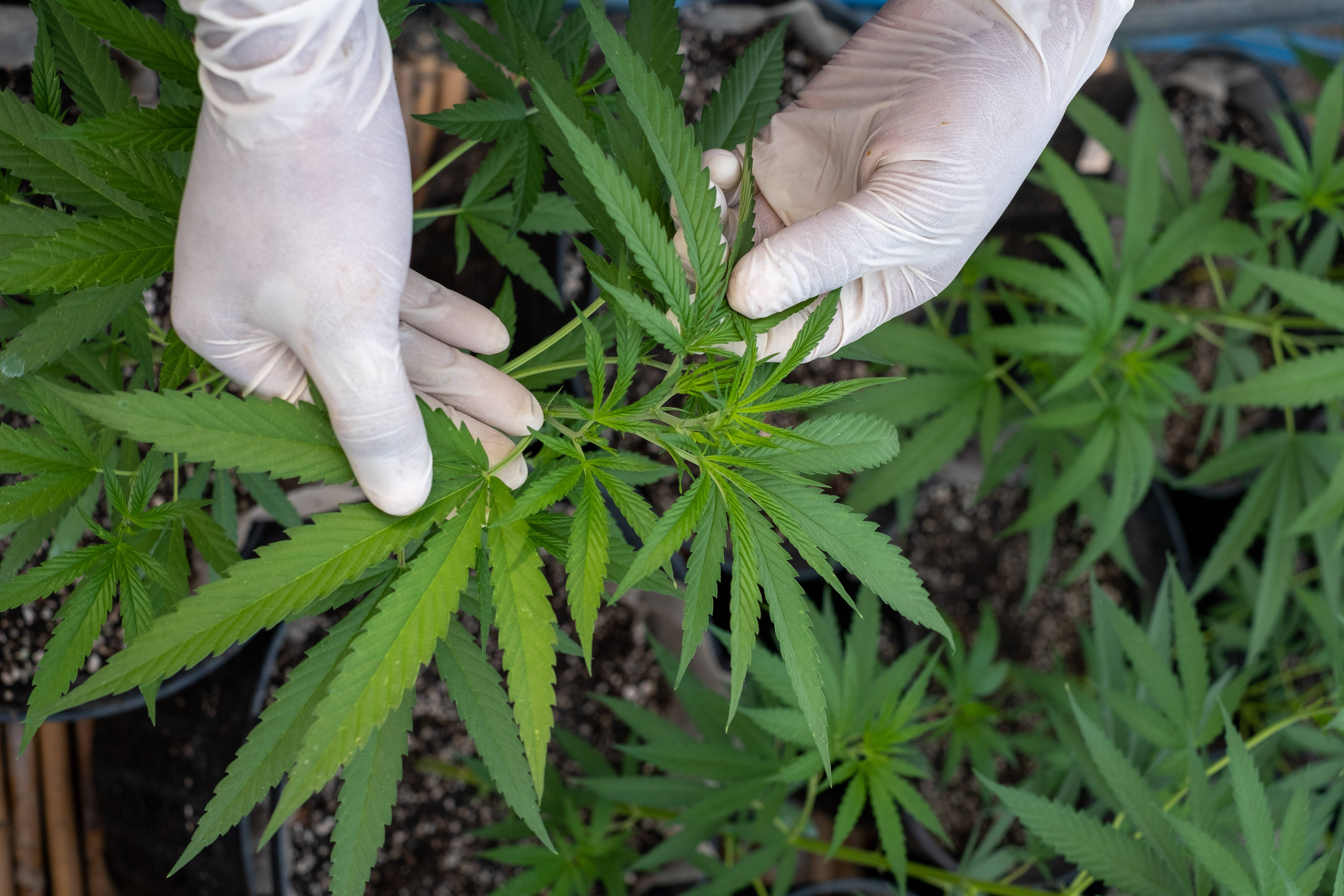 A marijuana plant on March 26, 2021 in Bangkok, Thailand. Cannabis is grown at this social enterprise under supervision of the Thai government. Thailand is moving to legalize cannabis and its derivates in the hope of becoming a global hub for medical marijuana. The government is now those who apply to grow the crop, provided they comply with FDA regulations. (Photo by Thomas De Cian/NurPhoto via Getty Images)