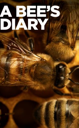 A Bee's Diary