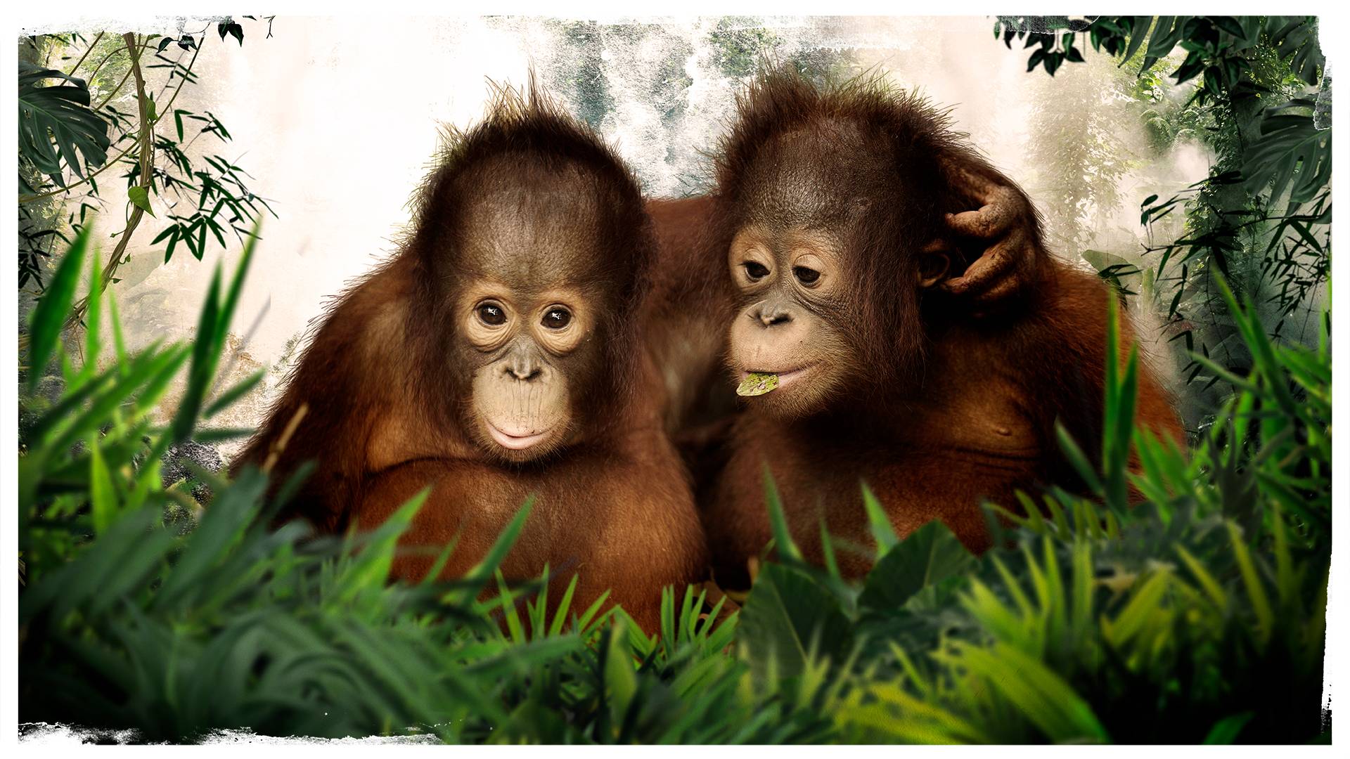 Orangutan Jungle School - TV Series | Smithsonian Channel