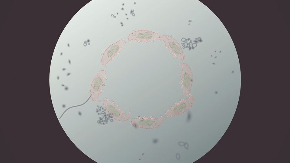 Water Bears South Park (Video Clip) South Park Studios UK & Ireland