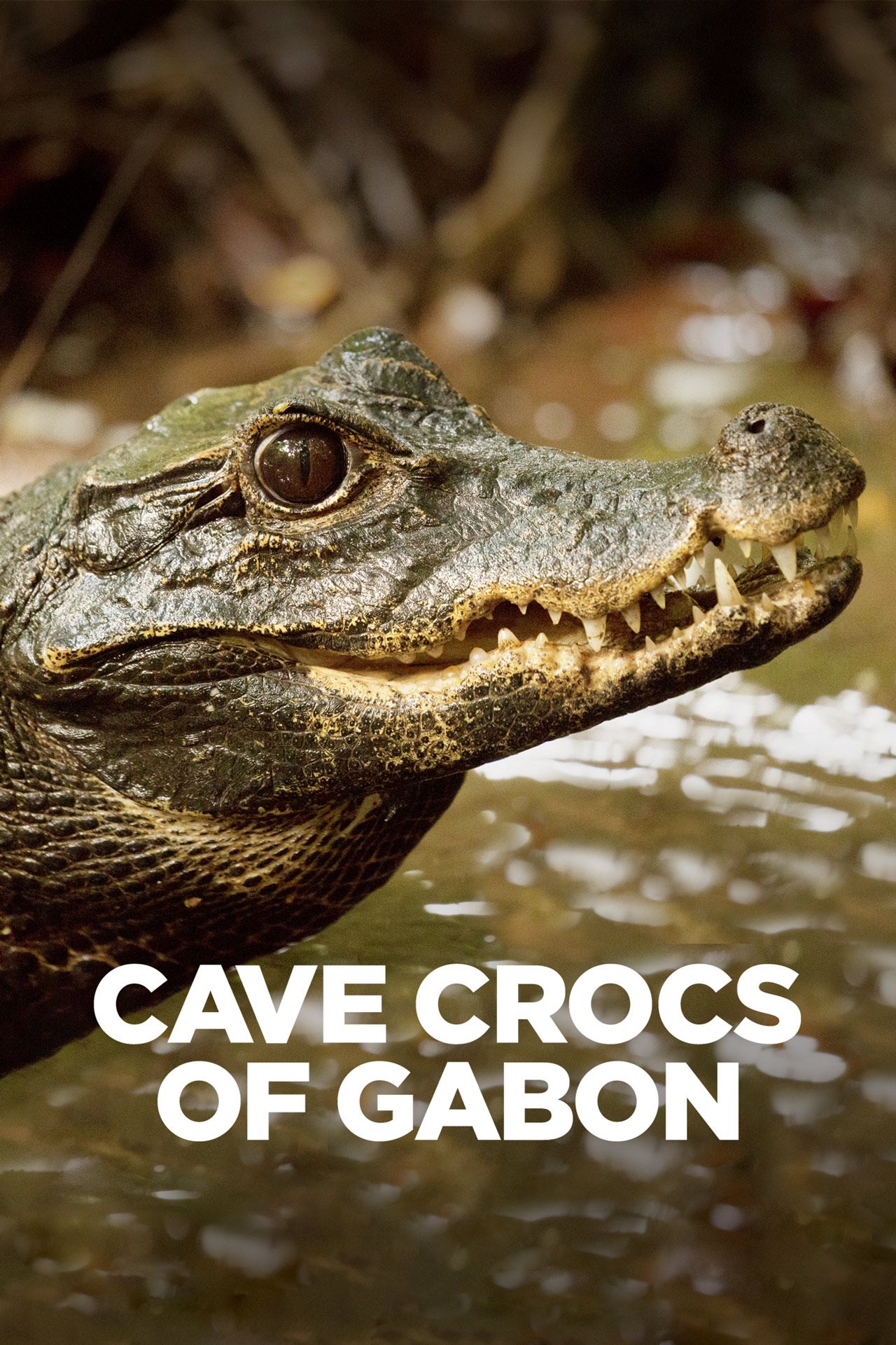 Cave Crocs Of Gabon