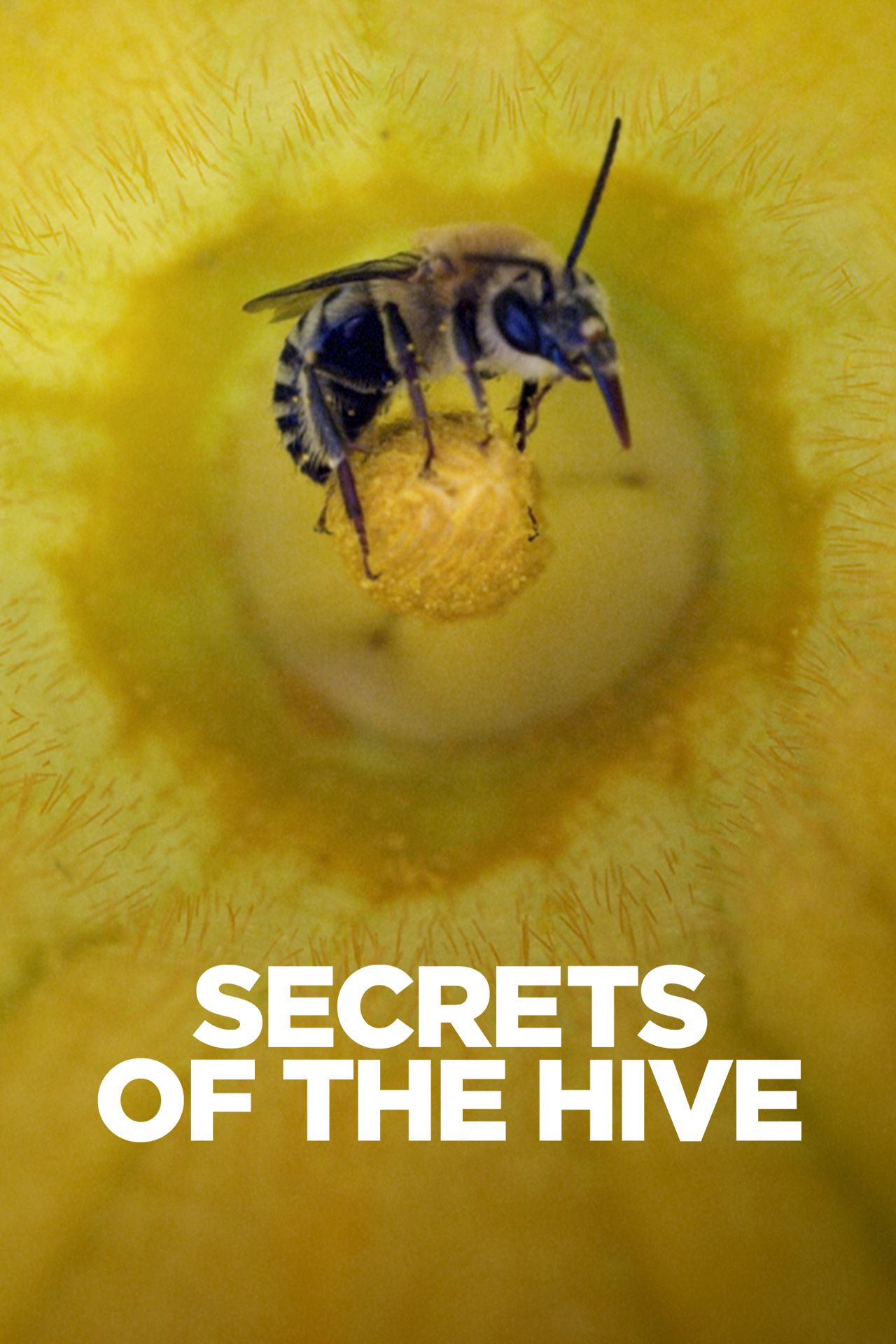 Secrets of the Hive