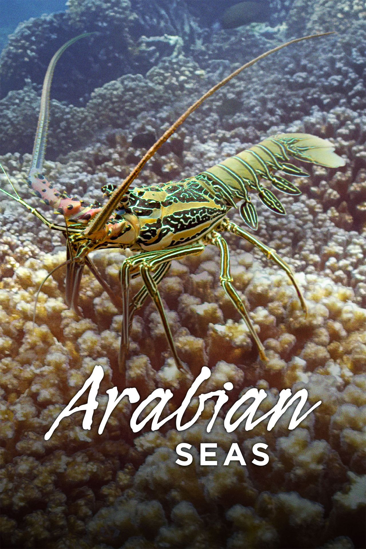 Arabian Seas