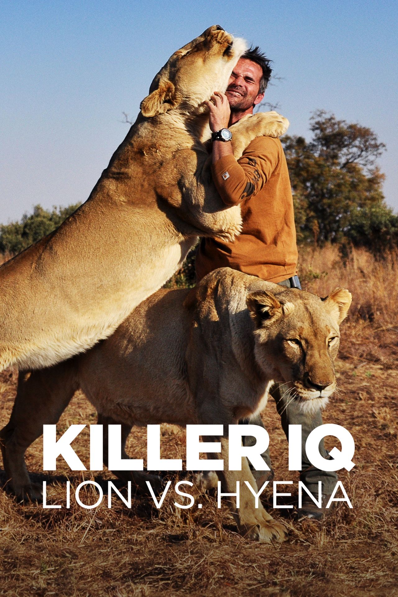 Killer IQ: Lion Vs. Hyena