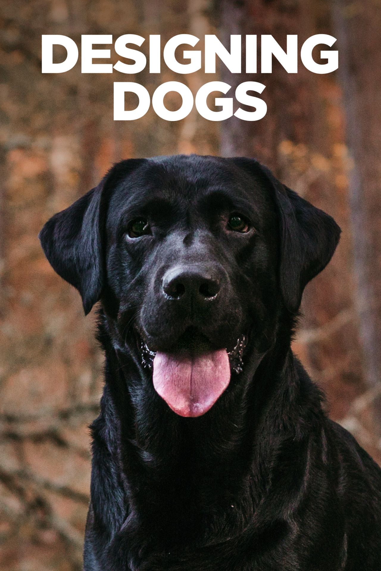 Designing Dogs