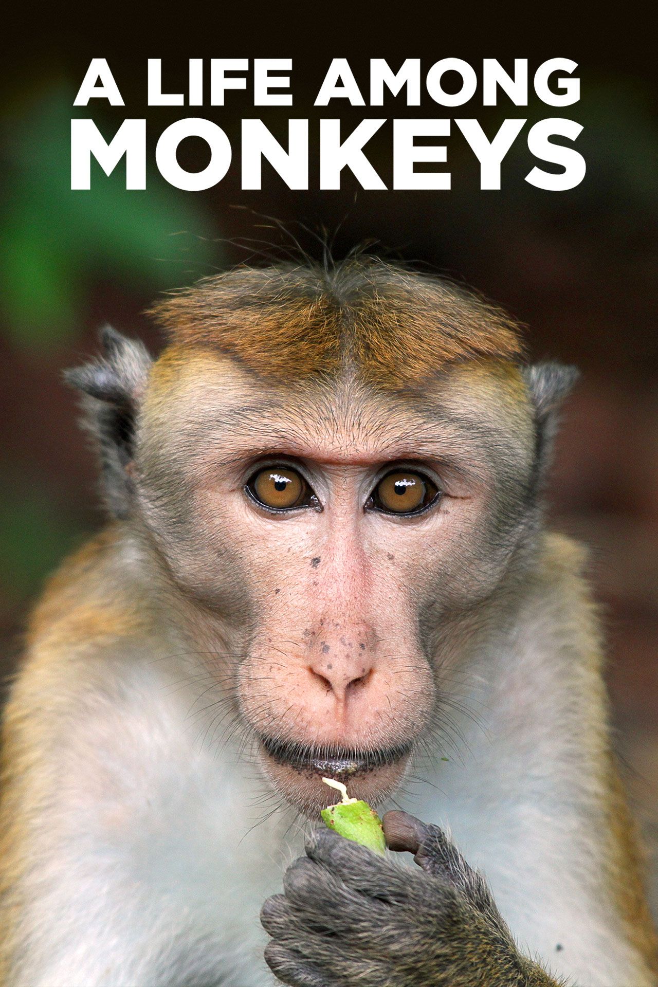 A Life Among Monkeys